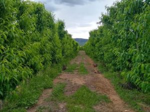 Imagen de inmueble disponible de la inmobiliaria DS Inmobiliaria