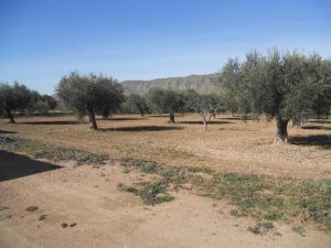 Imagen de inmueble disponible de la inmobiliaria DS Inmobiliaria