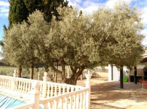 Imagen de inmueble disponible de la inmobiliaria DS Inmobiliaria